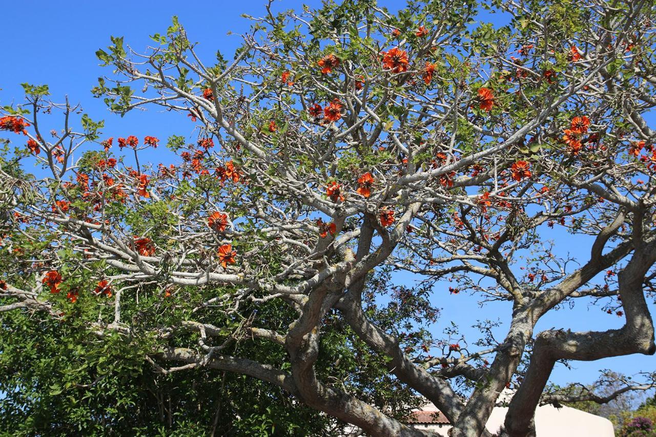 Coral Tree Selfcatering Apartment St Francis Bay Exterior foto